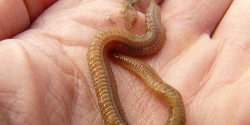 kỹ thuật nuôi trùn