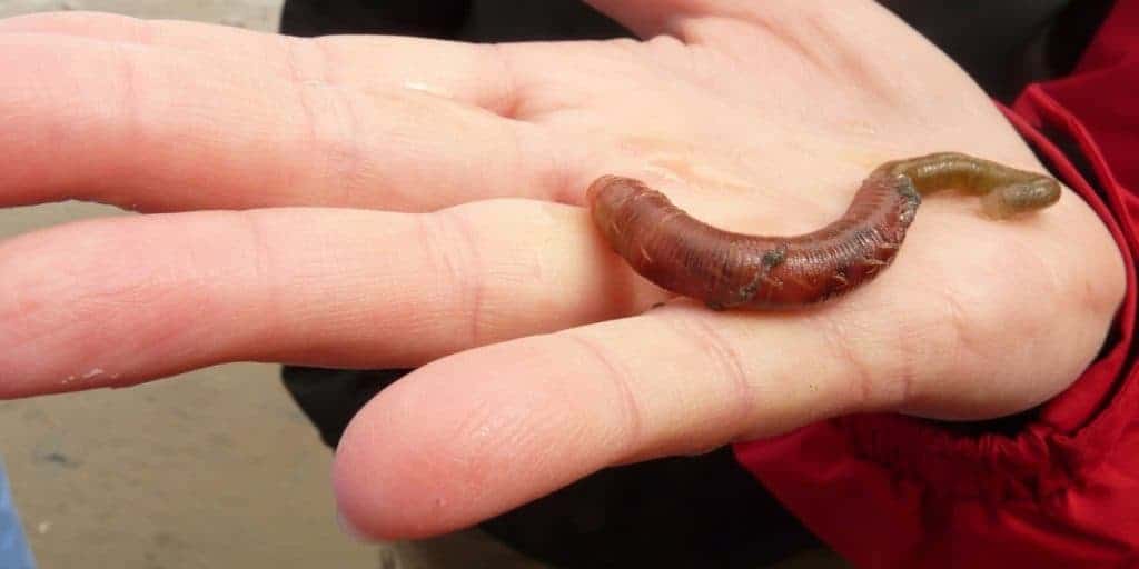 nuôi trùn lấy phân