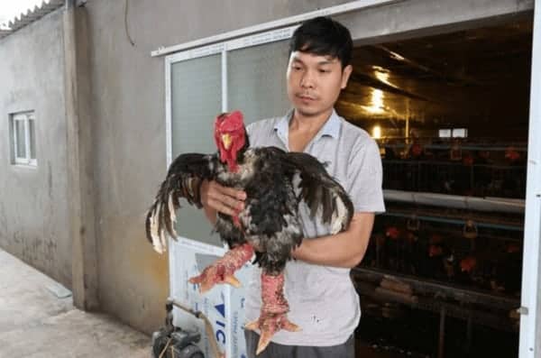 thụ tinh nhân tạo cho gà Đông Tảo