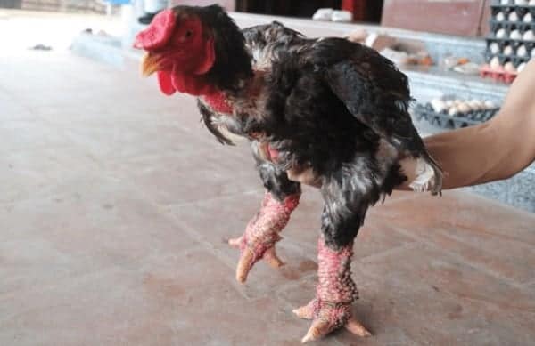 thụ tinh nhân tạo cho gà đông tảo