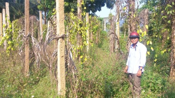 hồ tiêu Bình Định