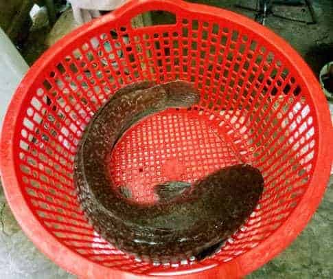 cá trê khủng