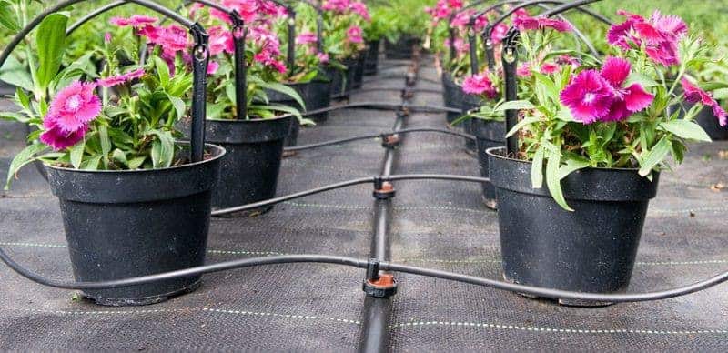 hệ thống tưới nhỏ giọt