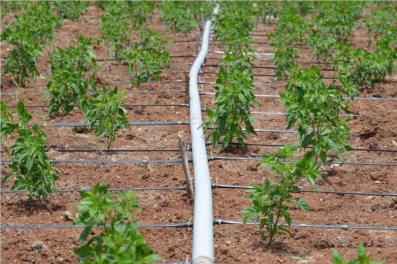 hệ thống tưới nhỏ giọt