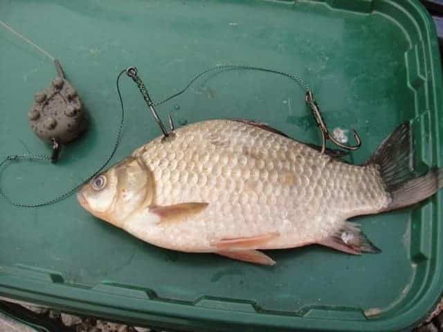 mồi câu cá chép