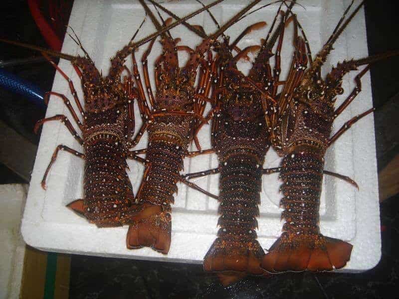 các loại tôm hùm