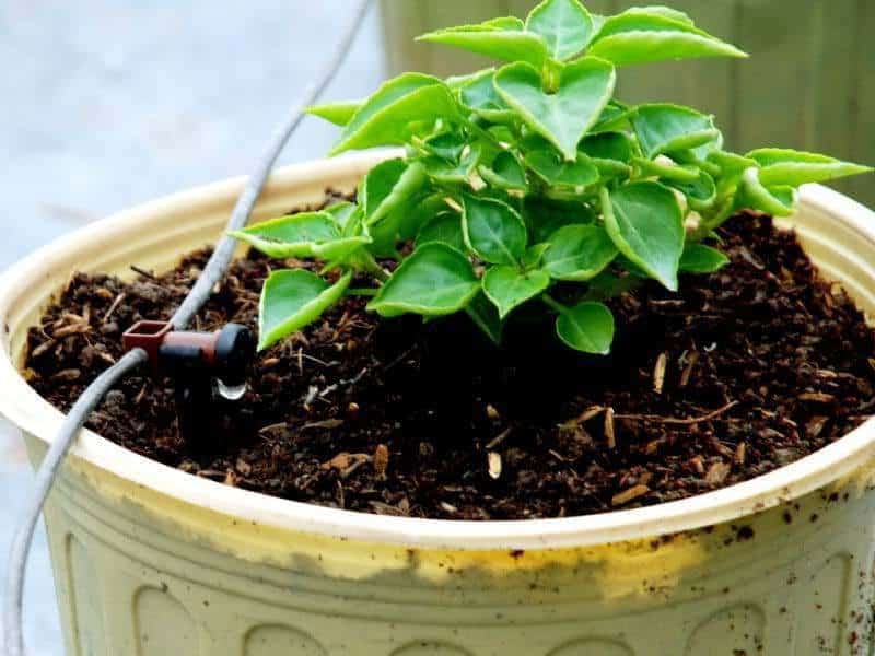 hệ thống tưới nước nhỏ giọt