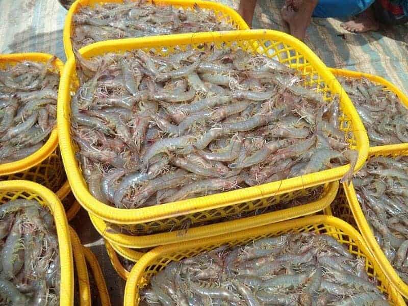 giá tôm thẻ chân trắng
