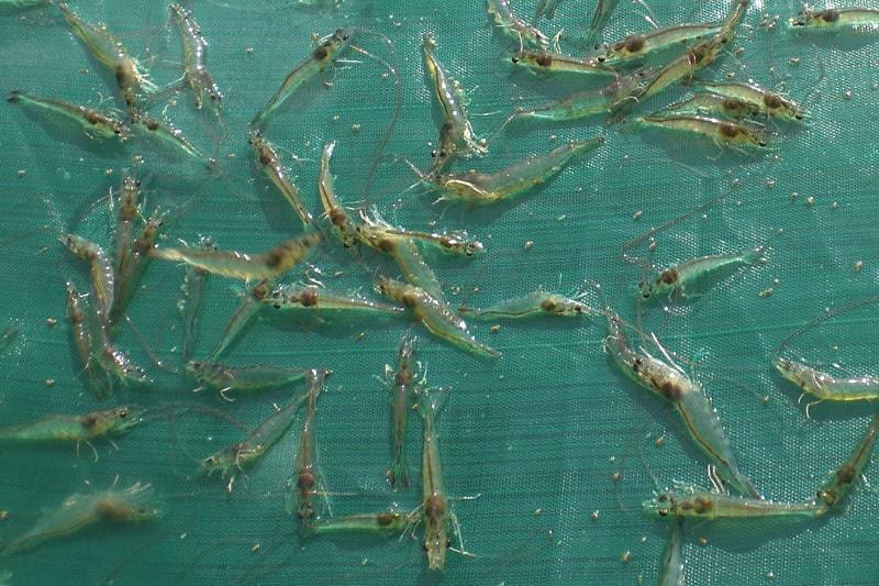 tôm thẻ chân trắng