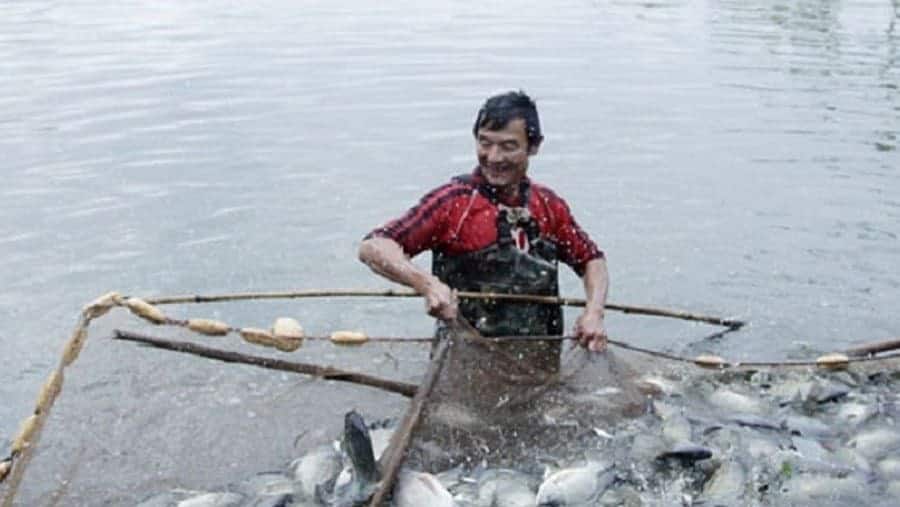 bệnh nuôi cá rô phi
