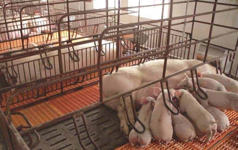 thiết kế chuồng nuôi lợn