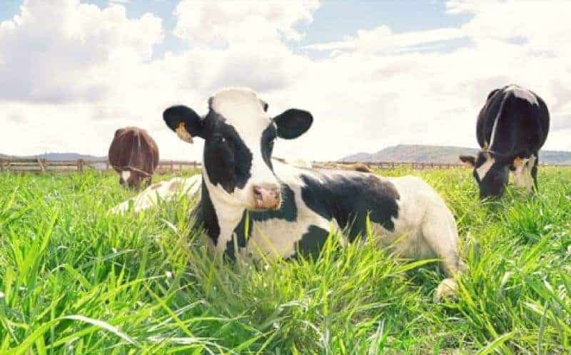 chi phí đầu tư trang trại bò sữa
