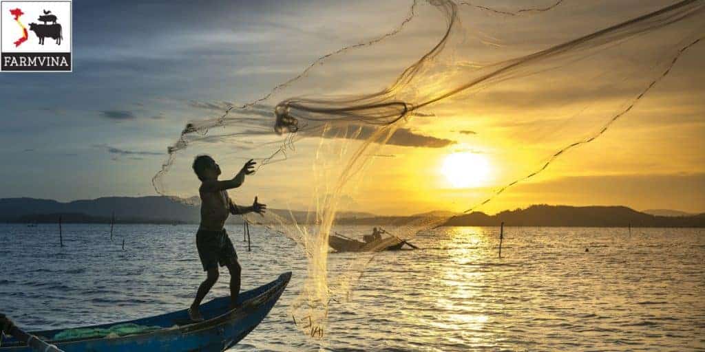 bệnh nuôi cá nheo