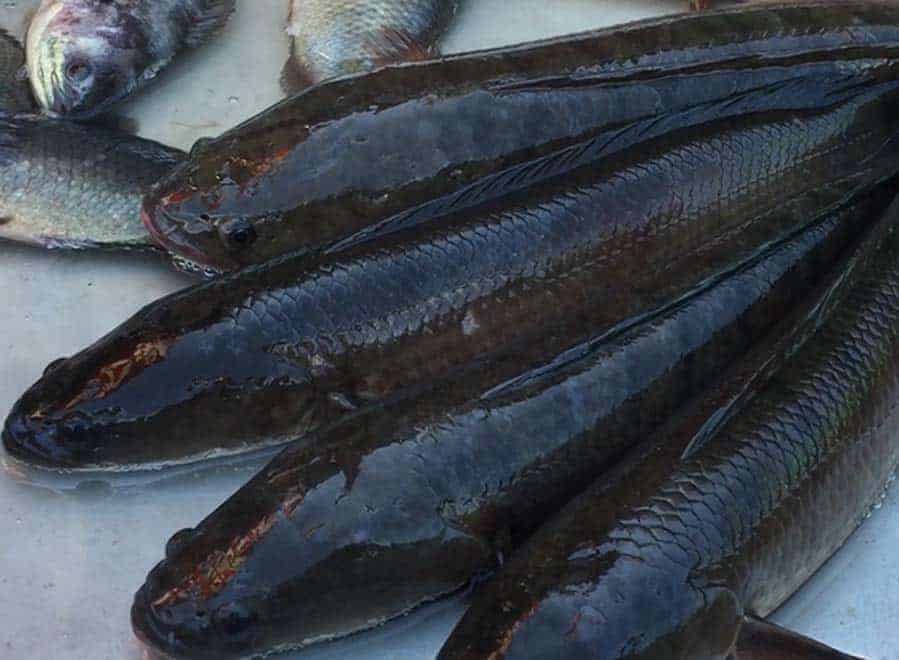 bệnh nuôi cá lóc