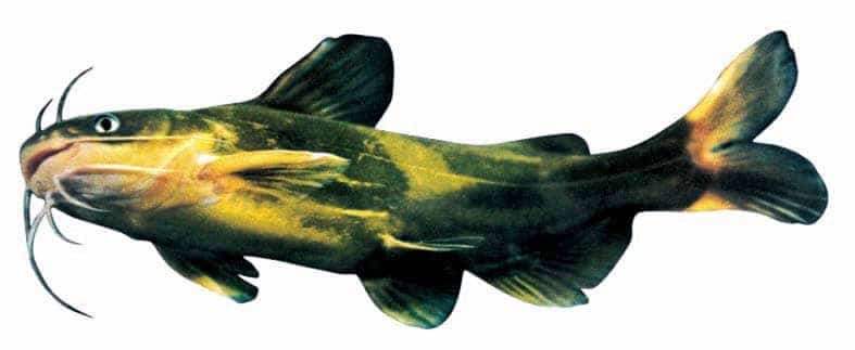 bệnh nuôi cá bò