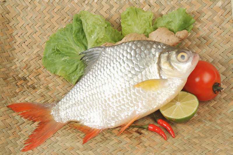 bệnh cá mè hoa