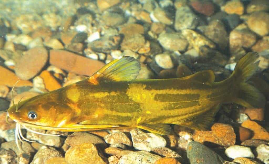 bệnh nuôi cá bò