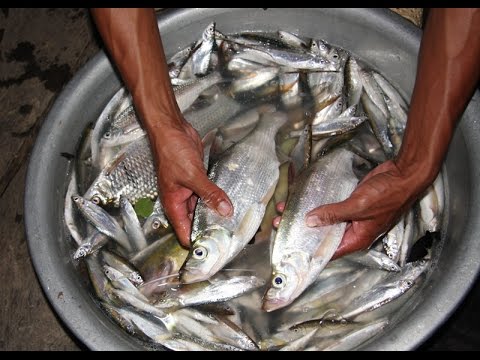 bệnh nuôi cá thiểu