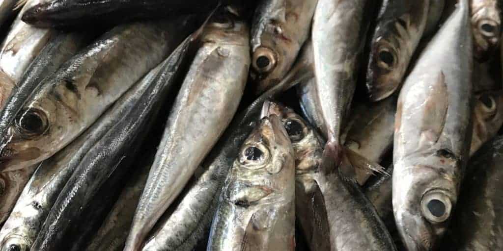 công nghệ nuôi cá