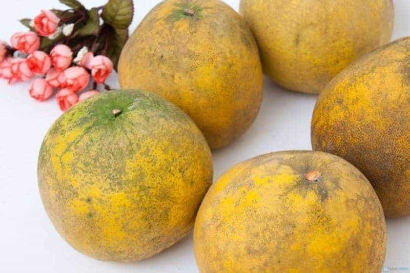 bưởi Diễn