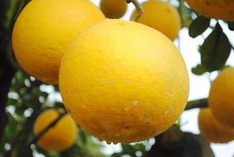 bưởi Diễn
