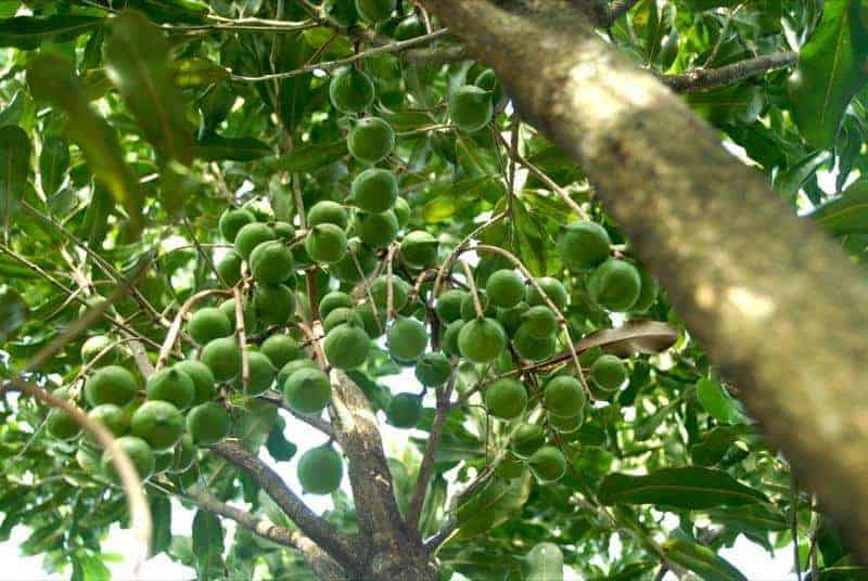 mắc ca