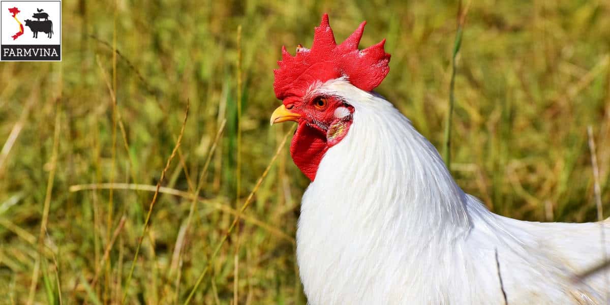 Lịch tiêm vacxin cho gà và chi phí cụ thể | Farmvina Nông ...