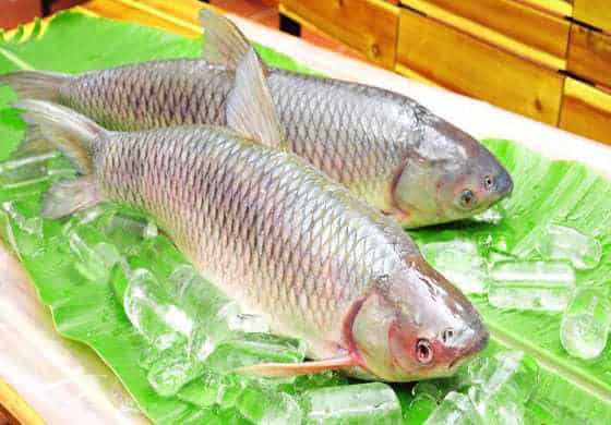 cá trắm giòn
