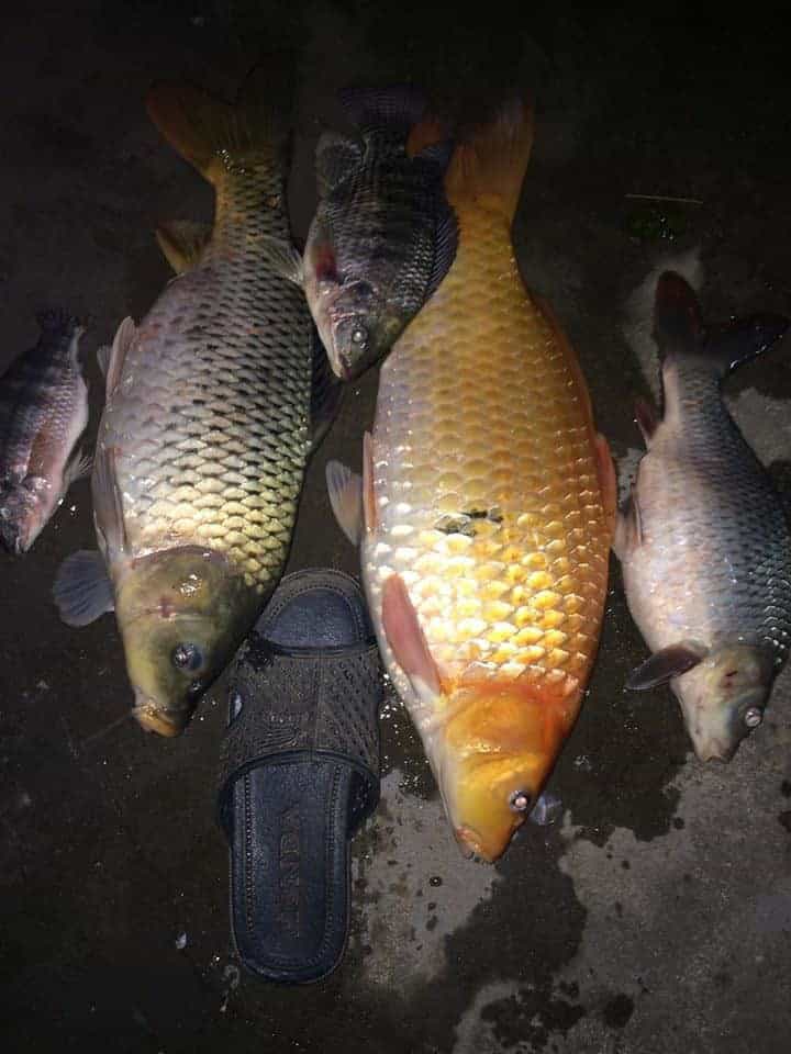 cá chép vàng