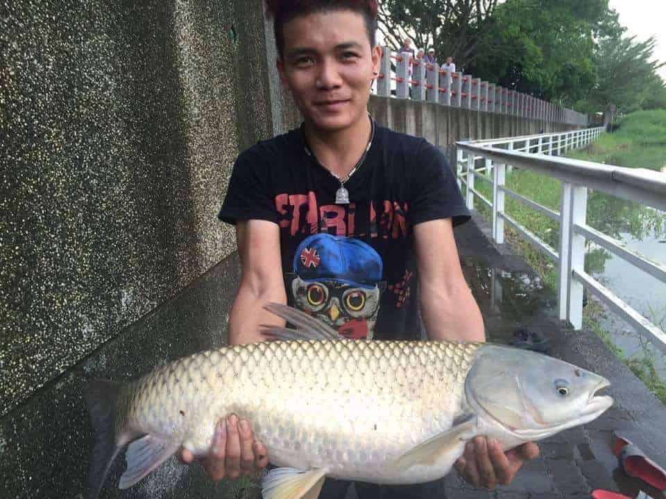 câu cá trắm cỏ