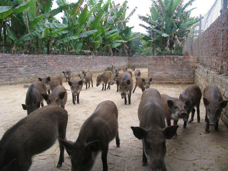 lợn rừng Thái Lan