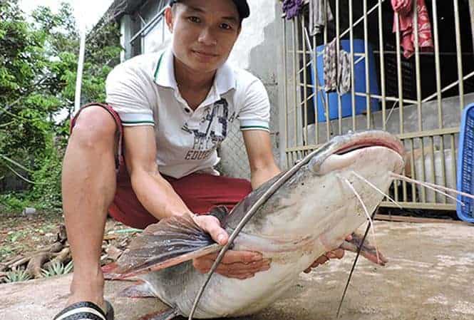 mồi câu cá lăng sông