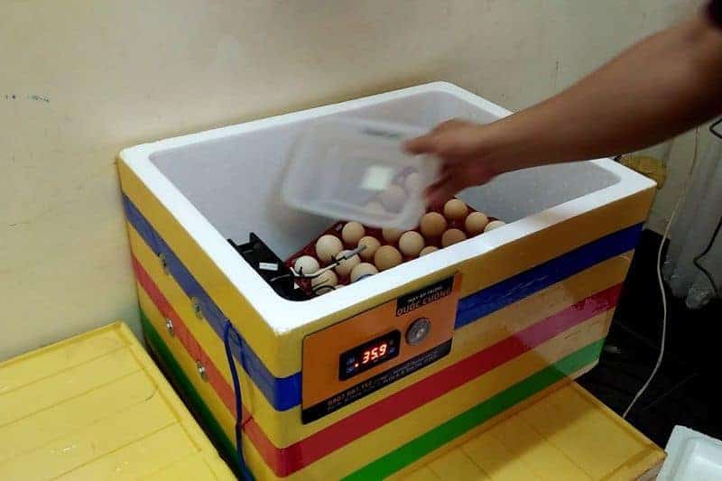 máy ấp trứng tự chế