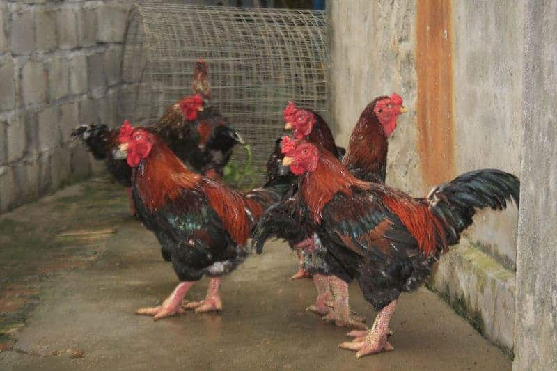 phân biệt gà Đông Tảo