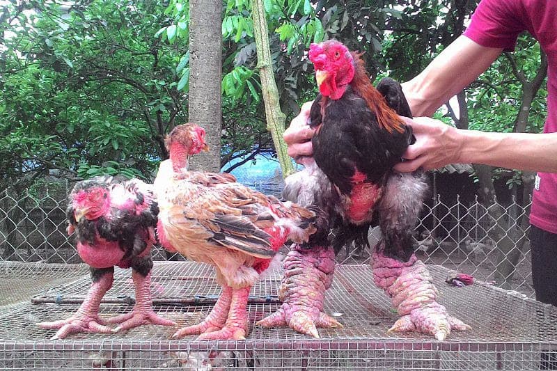 phân biệt gà Đông Tảo
