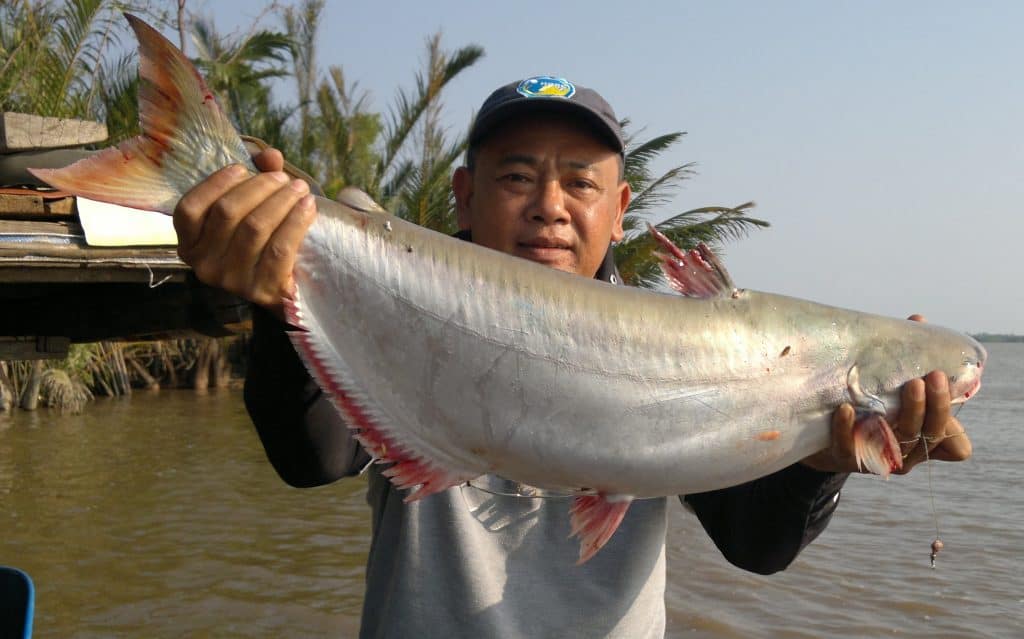 mồi câu cá bông lau