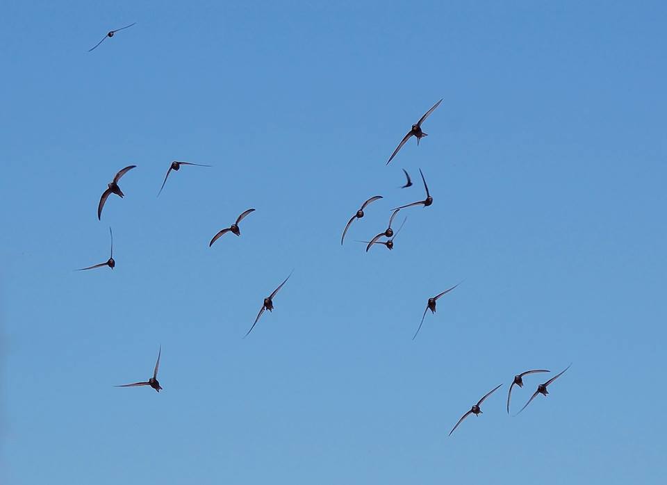 nghề nuôi chim yến