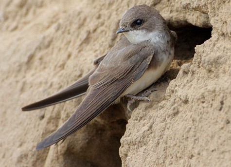 nghề nuôi chim yến