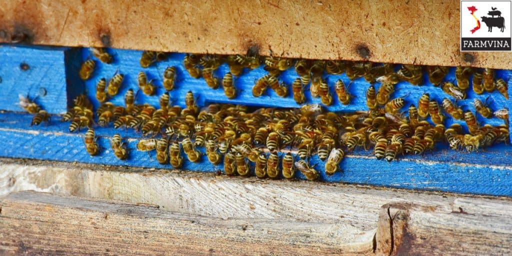 kiểm tra đàn ong