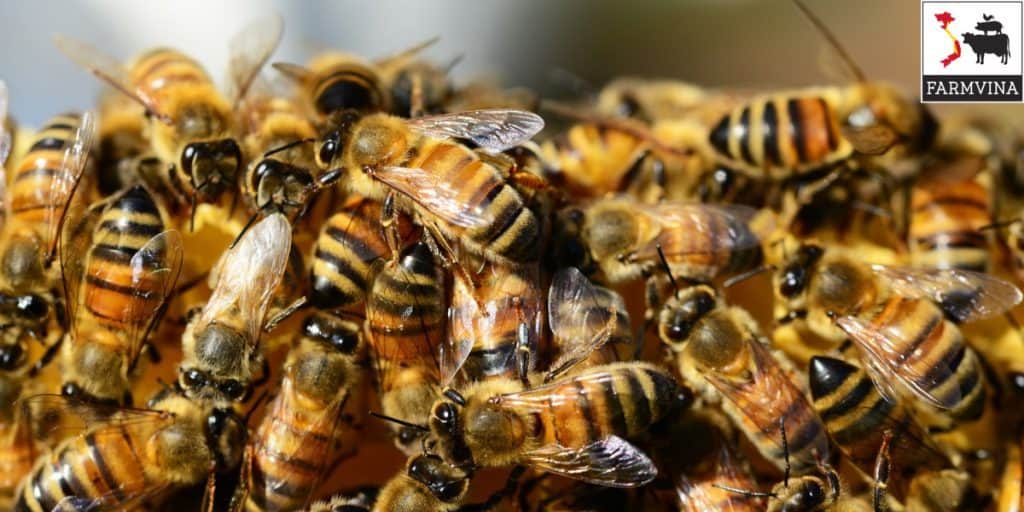 kiểm tra đàn ong
