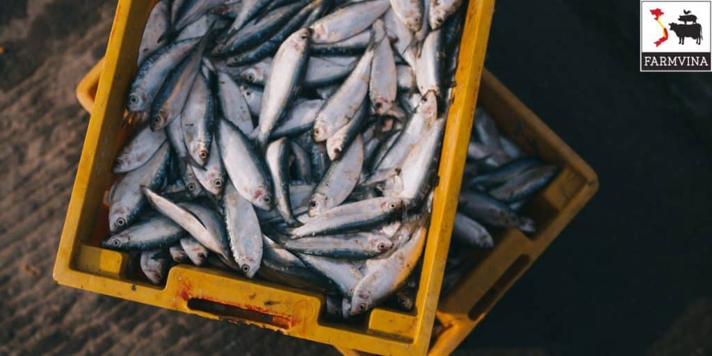 kỹ thuật nuôi cá