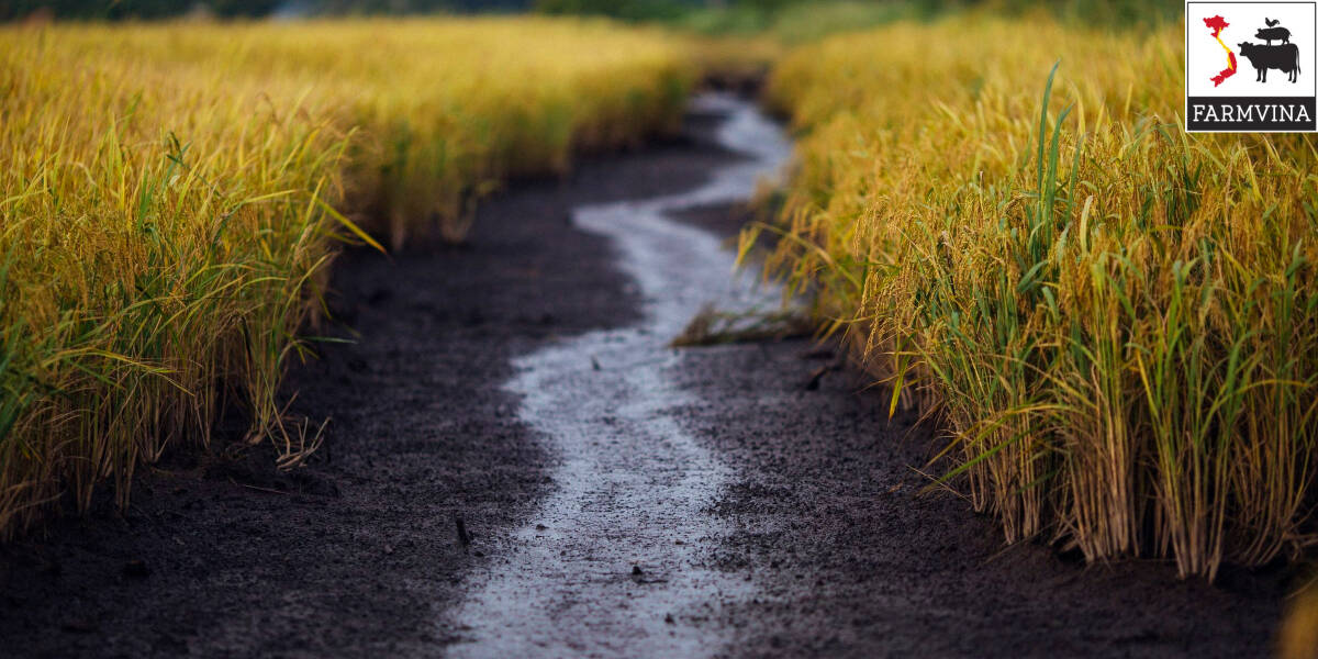 Mô hình tôm  lúa được đánh giá là mô hình phát triển bền vững