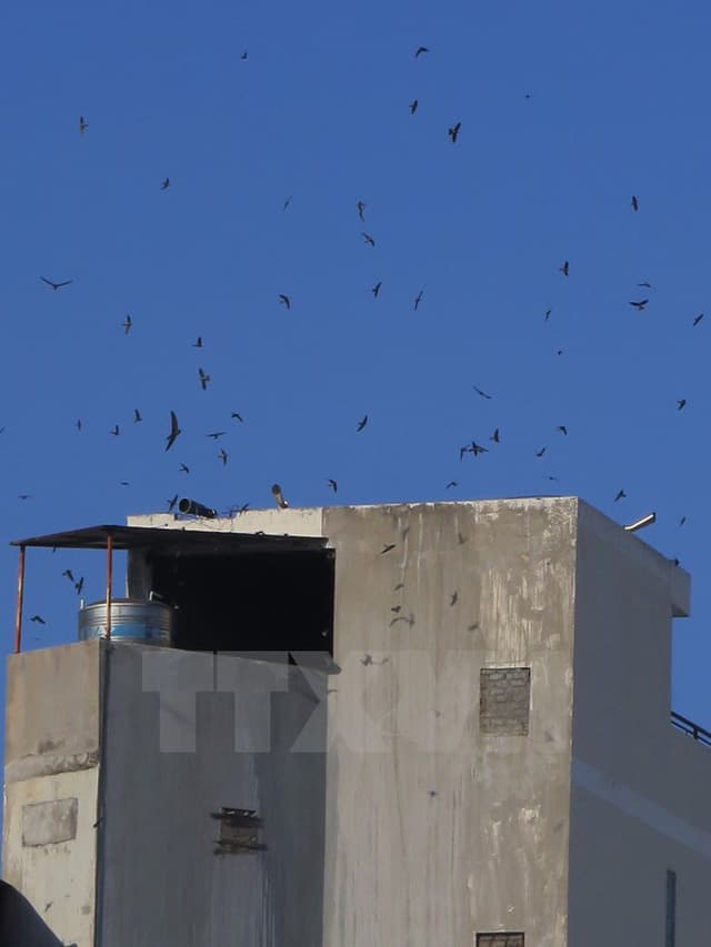 nghề nuôi chim yến