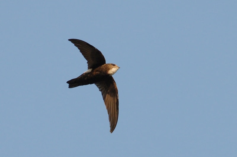 nghề nuôi chim yến