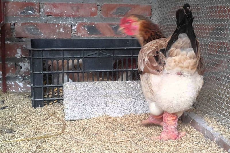 trứng gà Đông Tảo