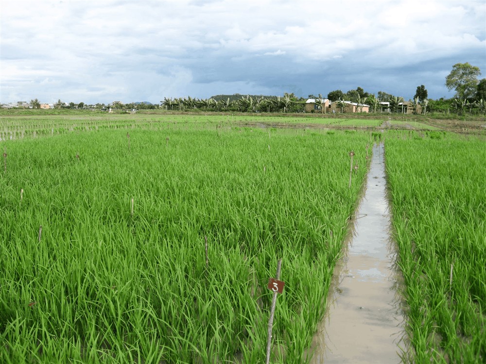 chống rét cho mạ xuân