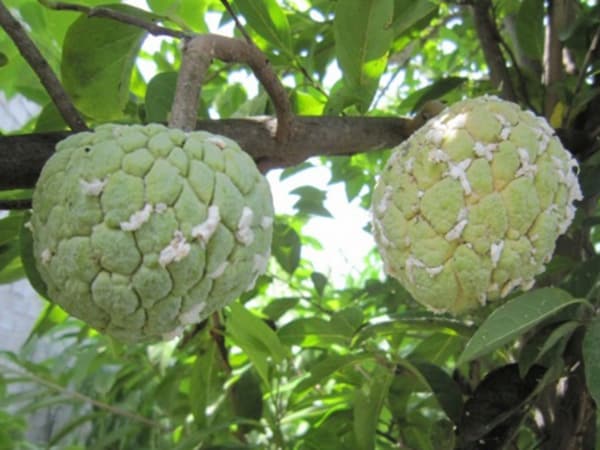 trồng mãng cầu