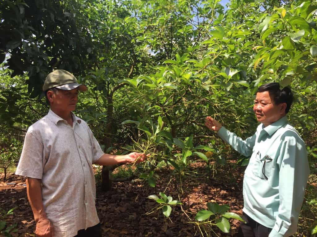 Bơ booth mất mùa