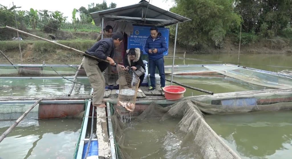 kinh nghiệm nuôi cá điêu hồng