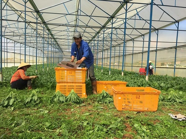 sản lượng rau giảm